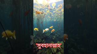 কুরআনের সবচেয়ে পাওয়ারফুল দোয়া [upl. by Ailima]