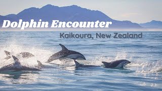 Dolphin Encounter  Kaikoura NZ [upl. by Shawn395]