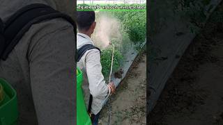 Aspee Battery Sprayer Tomato farming in green House indianfarmer battery shorts [upl. by Anead]