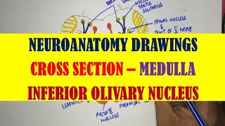 Cross Section Medulla  Inferior Olivary nucleus [upl. by Elconin]