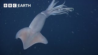 Humboldt Squid Communicate with Light  Into The Deep  BBC Earth Kids [upl. by Gwenora895]