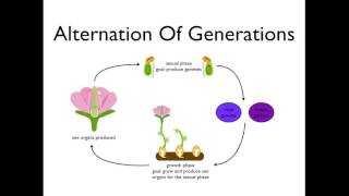 Alternation of Generations angiosperms [upl. by Saduj]