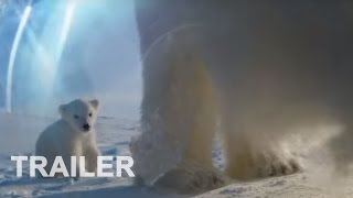 Die Eisbären  Aug In Aug Mit Den Eisbären  Doku  Trailer deutsch [upl. by Lefty]