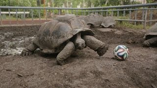 Share Your Passion For Football Seychelles [upl. by Aivlis]