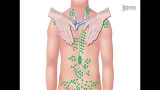 TRATTAMENTO OSTEOPATICO IN PAZIENTE AFFETTO DA POLMONITE [upl. by Brookes]