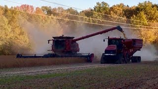 Ohio Soybean Harvest Case Tractors And Combines Harvesting Soybeans [upl. by Lizabeth]