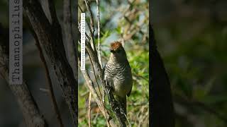 Batará Pardo  Rufouscapped antshrike [upl. by Freud251]