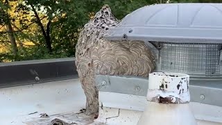 How To Remove A Large Bald Faced Hornet Nest [upl. by Sivrad]