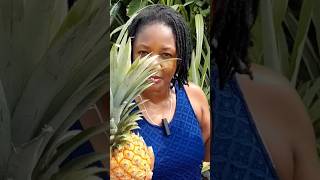 Growing Pineapples is Super EASY shorts gardening viralvideo home food fruit [upl. by Esiuqcaj645]