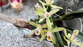 CUIDADOS de una orquidea CATTLEYA luteola [upl. by Aeneus102]