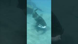 Spearfishing fishing spearfish woodenspeargun spearfishing spearfishinginternational speargun [upl. by Akienaj]