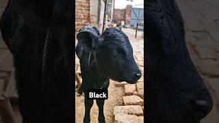 black cow cb calf [upl. by Hammer]