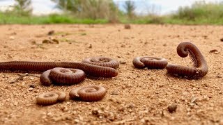 Desert Millipede [upl. by Okin]