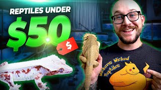 The Best Pet Reptiles for Under 50 [upl. by Lerrej]