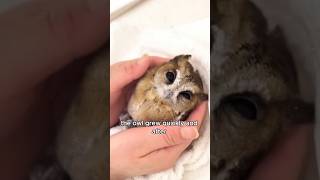 The baby owl found during a dog walk animals love shorts [upl. by Haelam]