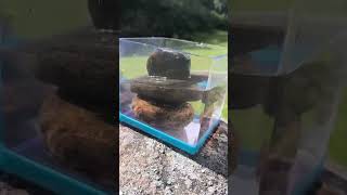 natural aquascaping free budget aquarium aquascape telugu short [upl. by Mutua]