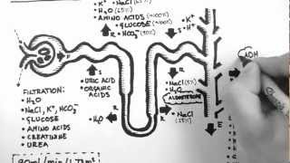 Nephron Function [upl. by Ateiram]