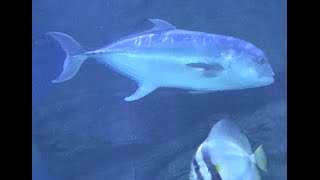 オニカマス Barracuda ロウニンアジ Giant trevally [upl. by Switzer451]