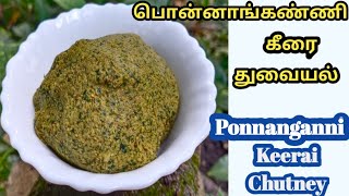 Ponnanganni keerai Chutney in tamilபொன்னாங்கண்ணி கீரை துவையல் Ponnangannikeeraichutney [upl. by Lombard]