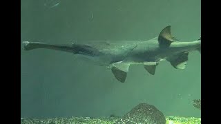 ヘラチョウザメ American paddlefish アムールチョウザメ amur sturgeon シロチョウザメ White sturgeon [upl. by Iru]