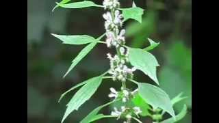 DIY Herbs Motherwort [upl. by Netsew]