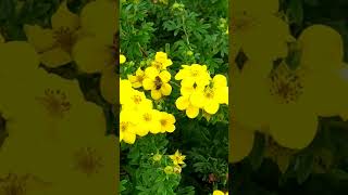 ÖlandstokGoldfinger Potentilla fruticosa💛💚amazingflowersnaturebeautygardennatureslover 💚💚💚 [upl. by Gaiser966]