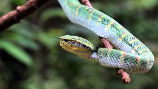 Waglers Pit Viper [upl. by Valaria469]