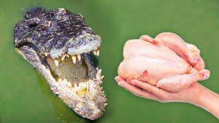 FEEDING ALLIGATORS RAW CHICKEN [upl. by Einahpetse]