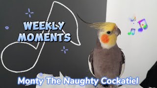 Monty The Naughty Cockatiels weekly moments ❤️❤️part 83❤️❤️ A super talented cockatiel [upl. by Sou]