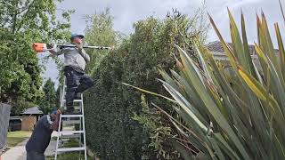 Lilly Pilly Driveway Hedges Trimming Satisfied [upl. by Attenev]