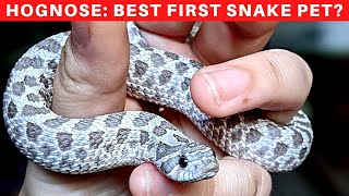 Which snake makes the easiest best and most rewarding pet snake The Hognose of course [upl. by Oilenroc]