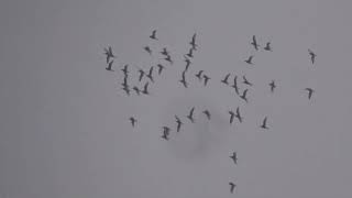 Godwit flock in flight  Guardbridge  Fife  101120 [upl. by Buff]