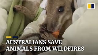 Australian wildfires more than 1 billion animals affected as locals battle blazes to rescue wildlif [upl. by Oinotna]