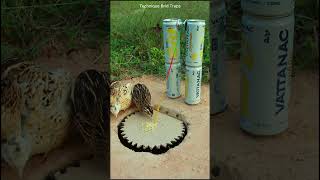 Amazing bird trap design quail trap shorts [upl. by Mercier]