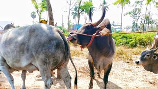 kangeyam Bull mating  biggest kangeyam breeding  jallikattu breed [upl. by Kempe]