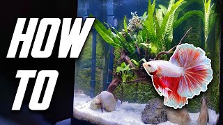 The Betta Fish Tank Guide For Everyone Set Up Equipment amp More [upl. by Charbonneau]