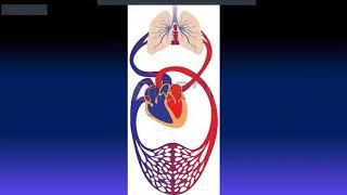 FISIOLOGIA  HEMODINAMIA 1ra Parte Lucas Gracia [upl. by Narrat]