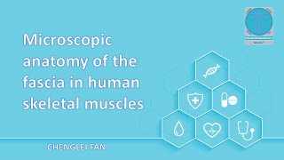 Microscopic anatomy of the fascia in human skeletal muscles [upl. by Eelinej]