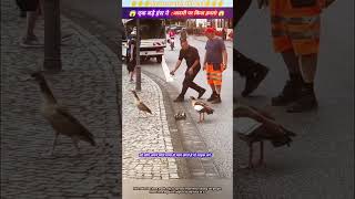 एक बड़े हंस ने आदमी पर किया हमला 😱🙏 animal animals animallover animalrescue duck [upl. by Yelekreb247]