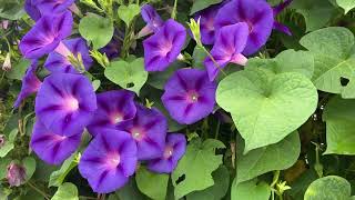 Morning glory flower Ipomoea purpurea [upl. by Ebeneser]