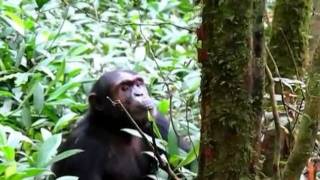 Chimp Vocalizations [upl. by Lindberg127]