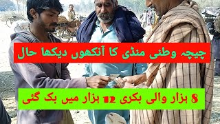 Visit to the Chichawatni Mandi  Qurbani Bakra updates  Hamza Malik Vlogs [upl. by Bakki]