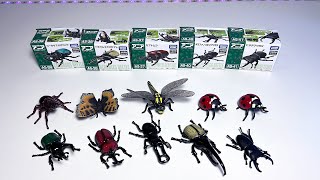 Insects Collection  Stag Beetle Hercules Beetle Rhinoceros Bettle Mosquito Grasshopper [upl. by Nyrak]