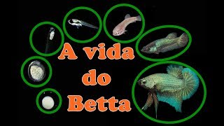 A vida do betta em 7 minutos [upl. by Aianat]