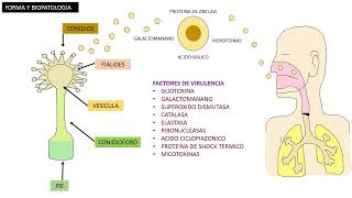 Apergilosis Aspergillus Fumigatus [upl. by Chrisy]