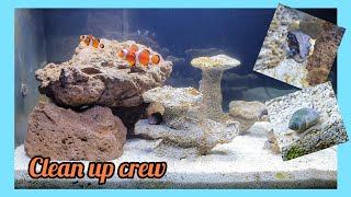 Fluval evo clean up crew added  how to clear diatom algae [upl. by Astera]