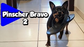 Pinscher Bravo 2 Nervoso Dog Attacks Nick [upl. by Assyle]