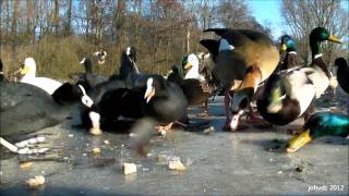 Coots amp Ducks on Ice Convention lunch time [upl. by Nylkaj]