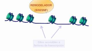 Remodelación de la cromatina [upl. by Ragg]