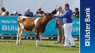 Day 3 of the 2016 Balmoral Show in partnership with Ulster Bank [upl. by Allan]